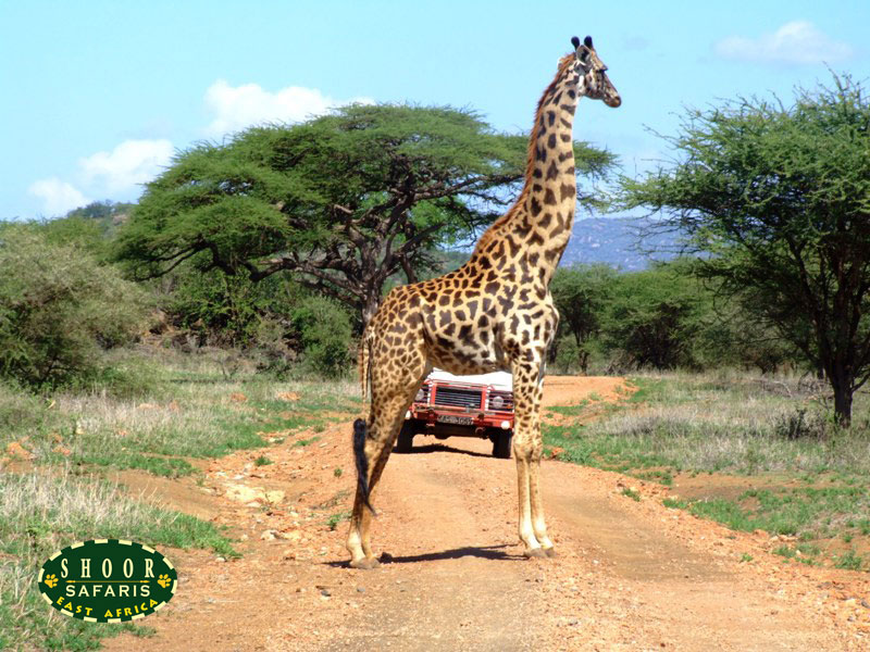 Male giraffe blocks a road in a national park